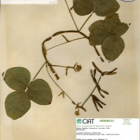 8706 herbarium