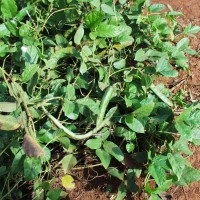 Centrosema plumieri 205 pod.JPG