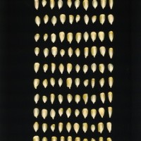 CIMMYTMA 24622 PUEB 280 BA22U-2903-12 K.jpg