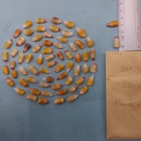 CIMMYTMA 8470 - Reference inventory.jpg