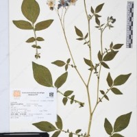 CIP 761459_OCH 12099_08.jpg