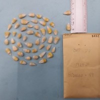 CIMMYTMA 8451 - Reference inventory.jpg