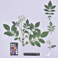 CIP 762326_OCHS 15565_ber_H.jpg