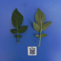 CIP 761450 Leaf