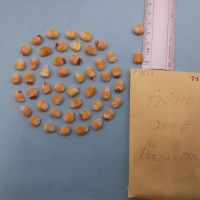 CIMMYTMA 7461 - Reference inventory.jpg