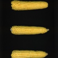 CIMMYTMA 21452 PAZM 04037 AF23A-0903-80 E1.jpg