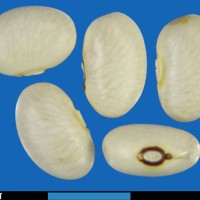 G24106B seed.jpg