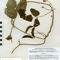 G25914 herbarium.jpg