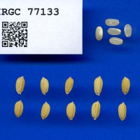 IRGC 77133 Seed Photo