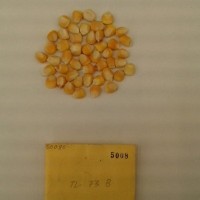 CIMMYTMA 5008 - Reference Inventory.jpg