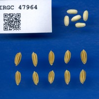 IRGC 47964 Seed Photo