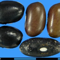 G22903D seed.jpg