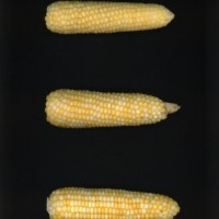 CIMMYTMA 10889 BRAZ 114AR AF22A-0903-147 E_compress.jpg