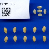 IRGC 93 Seed Photo