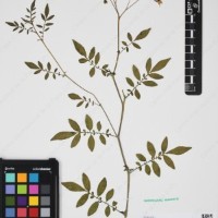 CIP 762915_SSTH 7397_04.jpg