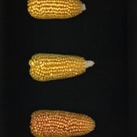 CIMMYTMA 19426 VERA 452 BA22U-2903-103 E1.jpg