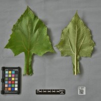 CIP 205011 (leaf).jpg