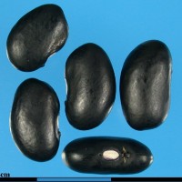 G1940 seed.jpg