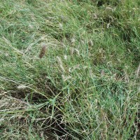 Cenchrus ciliaris  2126-full plant.JPG