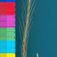 CWI18140_52594_226.jpg