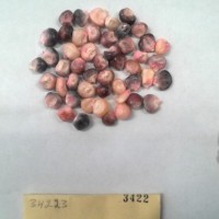 CIMMYTMA 3422 - Reference Inventory.jpg