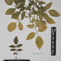 CIP 760248_HHCH 4531c_03.jpg