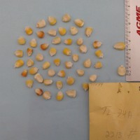 CIMMYTMA 5179 - Reference Inventory.jpg