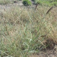 19416_Plant.jpg