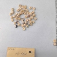 CIMMYTMA 231 - Reference Inventory.jpg