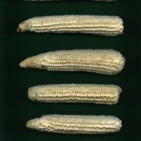 CIMMYTMA 25684 ARZM 16 023 AF18A-0903-57 C.jpg