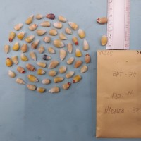 CIMMYTMA 8450 - Reference inventory.jpg