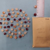 CIMMYTMA 7248 - Reference inventory.jpg