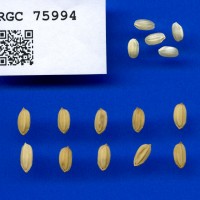 IRGC 75994 Seed Photo