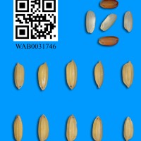 WAB0031746.JPG