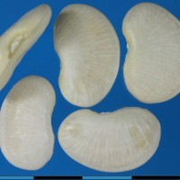 G25128 seed.jpg