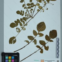 CIP 760484 herbarium