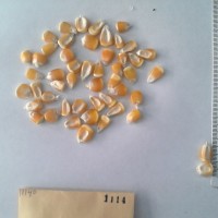 CIMMYTMA 1114 - Reference Inventory.jpg