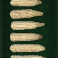 CIMMYTMA 28901 BOZM 0026 AF19A-0903-69 C.jpg