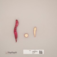 CIP 400470 (root).jpg