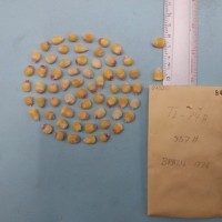 CIMMYTMA 8402 - Reference inventory.jpg