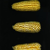 CIMMYTMA 19372 TLAX 194 TC24U-2903-171 E.jpg