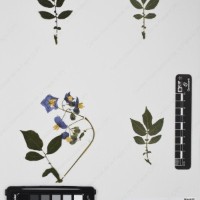 CIP 765791_RPSP 113_03.jpg