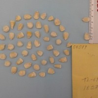 CIMMYTMA 5457 - Reference Inventory.jpg