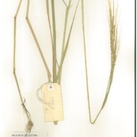 IRGC 92852 Herbarium