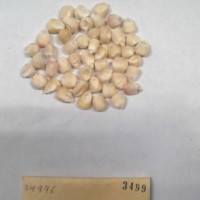 CIMMYTMA 3499 - Reference Inventory.jpg