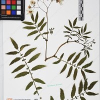 CIP 761164_OCHS 11007_04.jpg