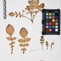 CIP 761451_OCH 12088_01.jpg