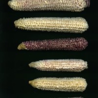 CIMMYTMA 16935 BOLI 1111 BA21U-2903-161 C_compress.jpg