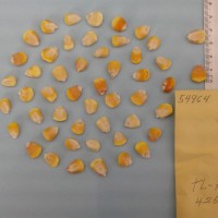 CIMMYTMA 5496 - Reference Inventory.jpg