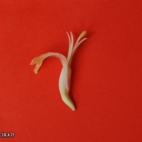 6.6.2 - Compound tepal basic colour